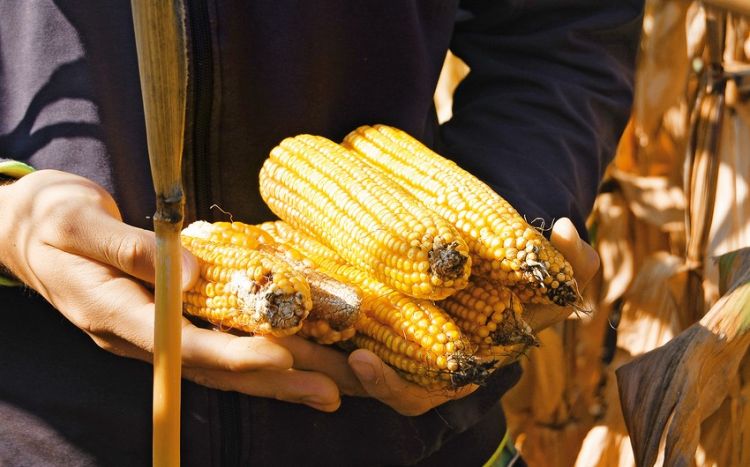 Курская область России экспортировала в Азербайджан более 6 тысяч тонн кукурузы