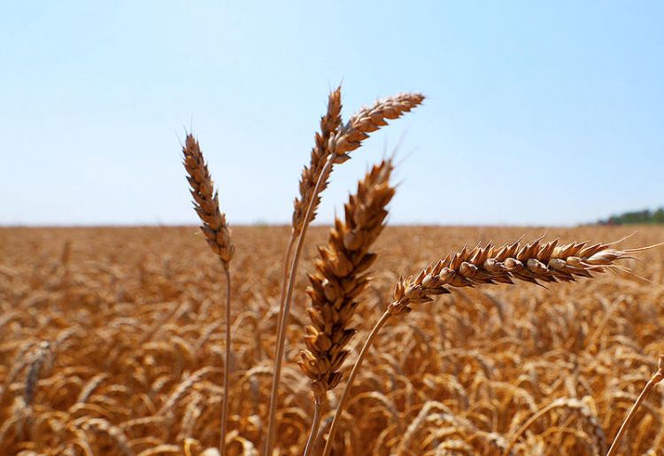 Цены на зерновые на мировом рынке стабилизировались
