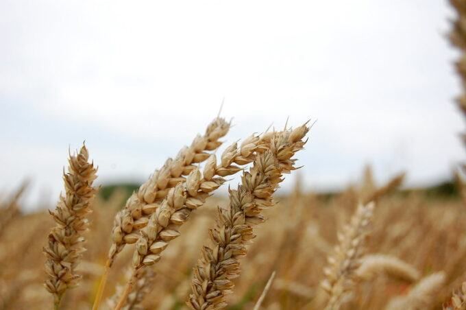 The UN proved its usefulness in crafting Ukraine grain deal