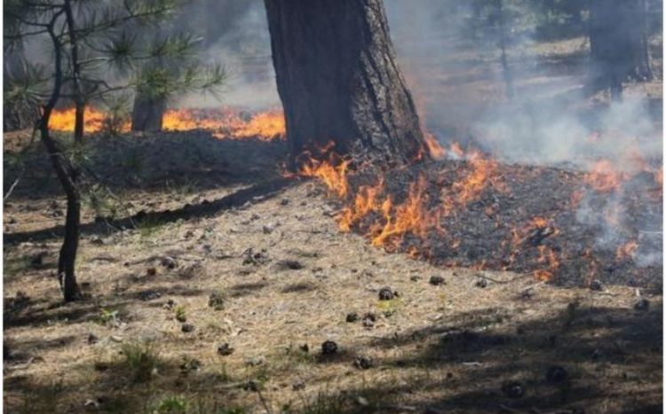 Пожары в Исмаиллы и Шабране потушены