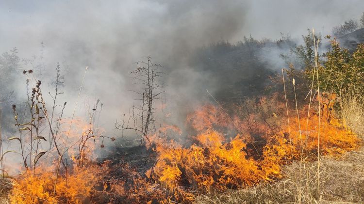 Лесные пожары в Загатальском, Габалинском и Огузском районах полностью потушены
