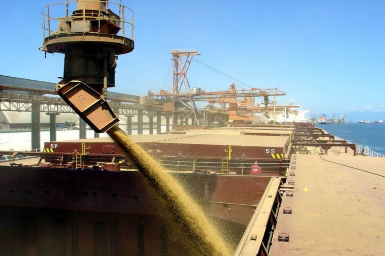 "Из портов Украины вывезено порядка 2,5 млн тонн зерна" Anadolu