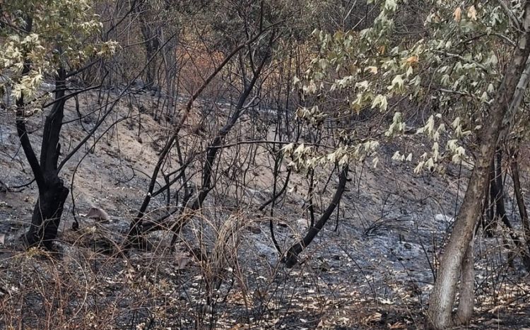 Учиненные армянами пожары наносят серьезный ущерб экосистеме региона Замминистра
