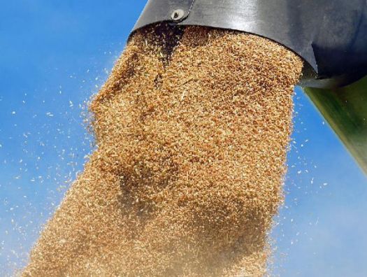 Беларусь продлила запрет на вывоз пшеницы