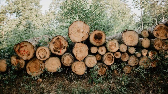 6 rayonda qışa hazırlıq - Nazirlik toplanan odunların miqdarını AÇIQLADI