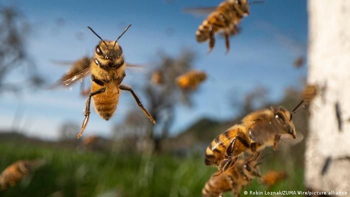 حماية النحل من الحر