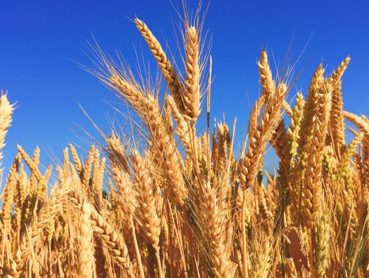 ООН пытается продлить зерновую сделку