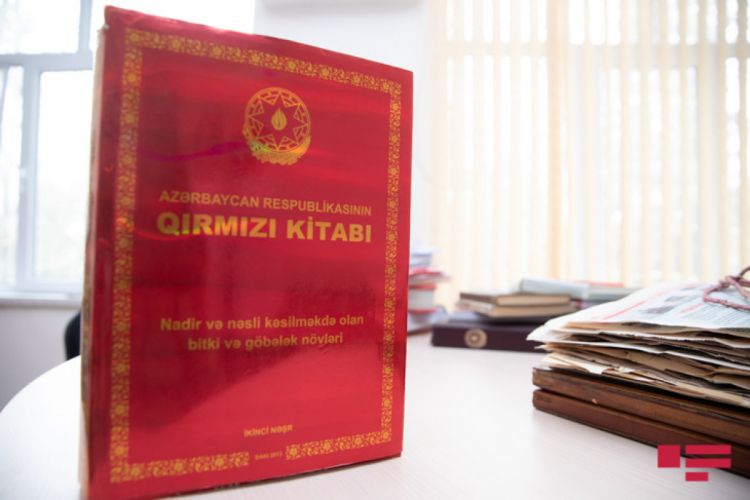Распространенное в Карабахе 121 редкое растение будет внесено в III издание Красной книги
