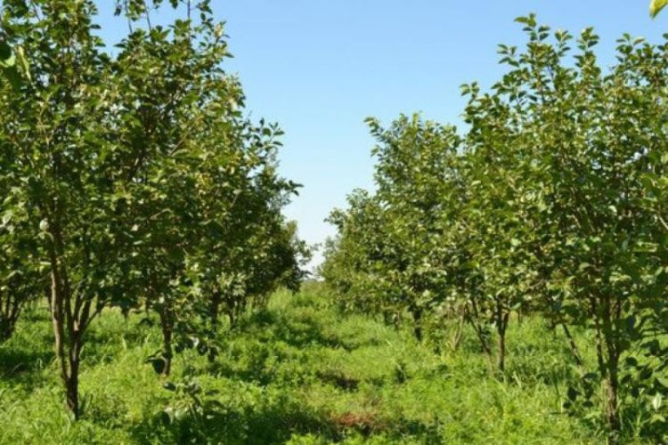 На освобожденных территориях будет посажено 130 гектаров фруктовых садов