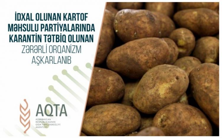 В партии российского картофеля обнаружен вредитель АПБА