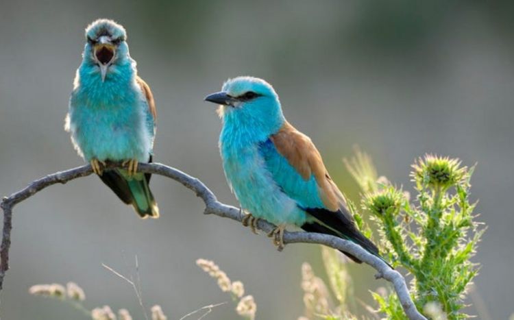 Forbes: Азербайджан обладает невероятным разнообразием птиц