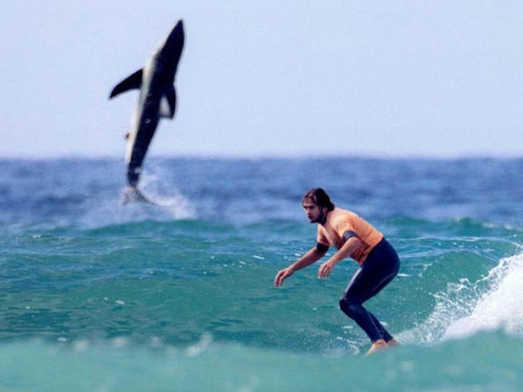 Köpək balığı sörfçüyə həyəcanlı anlar yaşatdı