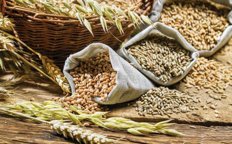 Turkiye, Russia working on list of countries for export of grain and fertilizers