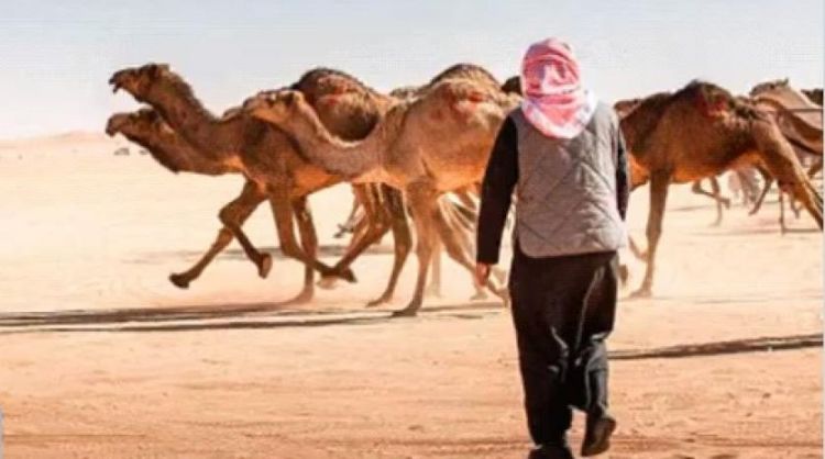 حداء الإبل والبن السعودي بقائمة اليونسكو للتراث الثقافي غير المادي