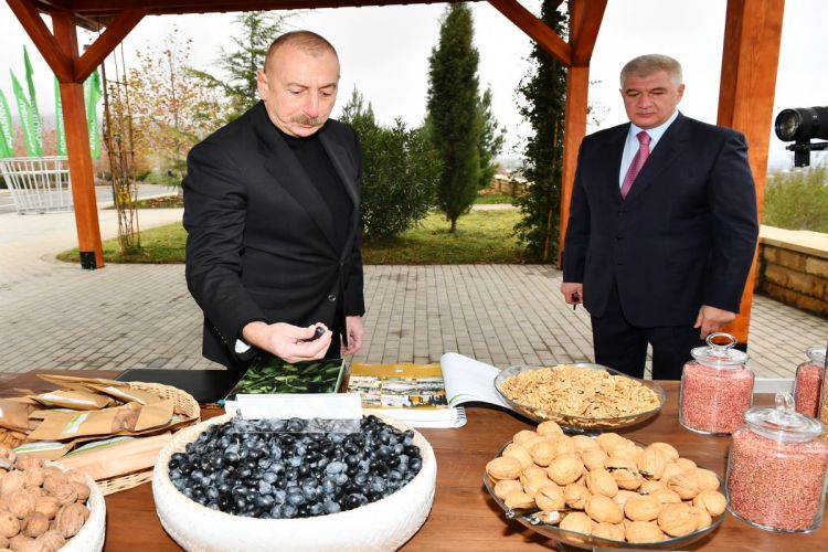 Президент Ильхам Алиев ознакомился с условиями, созданными в агропарке «Шеки-Огуз» ОБНОВЛЕНО