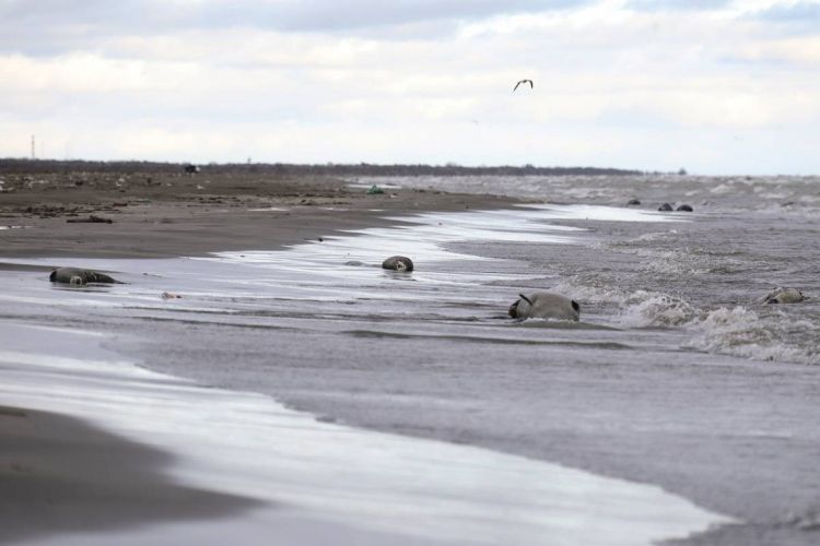 В азербайджанском секторе Каспийского моря не выявлены погибшие тюлени МЭПР