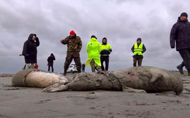В Дагестане создадут оперштаб по ситуации с массовой гибелью каспийских тюленей