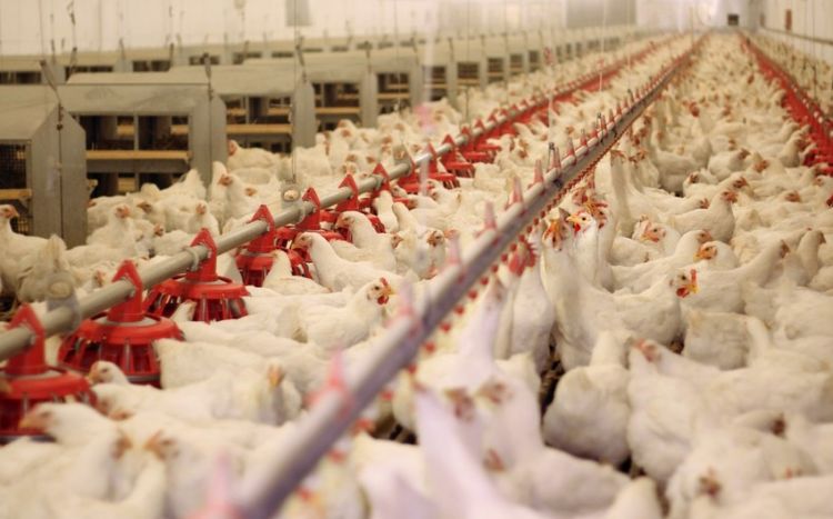 Азербайджан ограничил ввоз мяса курицы из ряда областей четырех стран