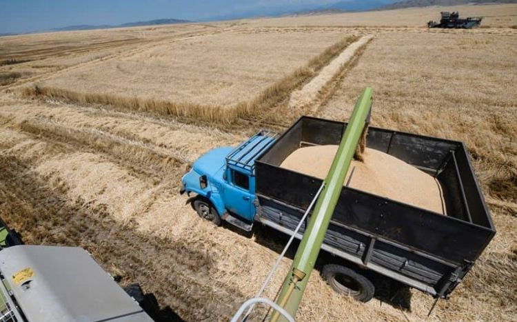Азербайджан в 2022 году вошел в список основных импортеров зерна из Ульяновска