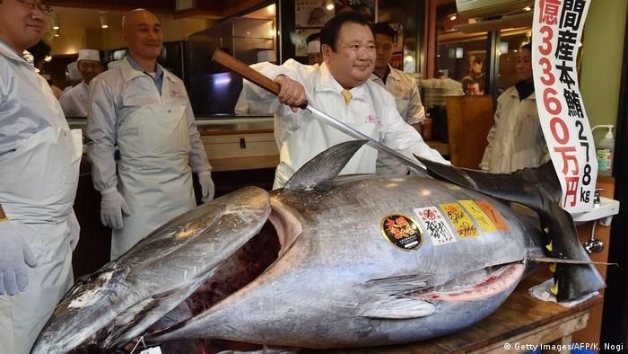 بيع سمكة تونة بأكثر من ربع مليون دولار باليابان