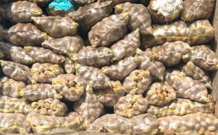 Во ввозимом в Азербайджан из России и Ирана картофеле обнаружен вредный организм