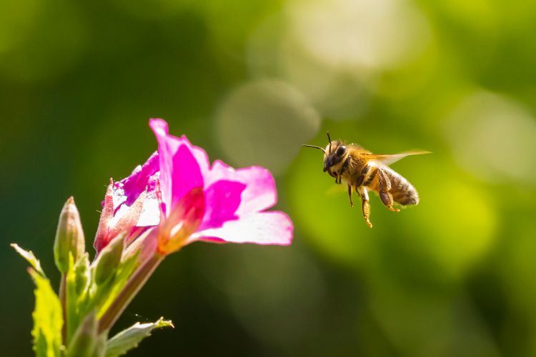 Dünyada ilk bal arısı peyvəndi