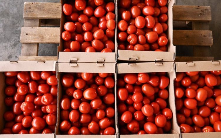 В этом году из Азербайджана в Астрахань экспортировано 34 тонны томатов