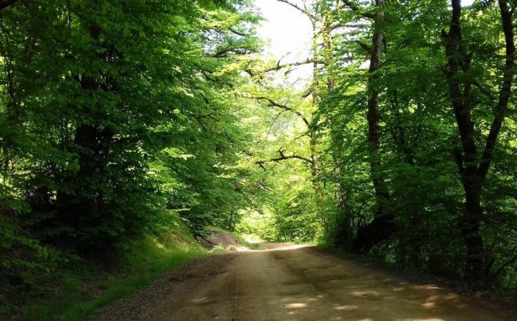 Гирканские леса могут быть внесены в список наследия ЮНЕСКО