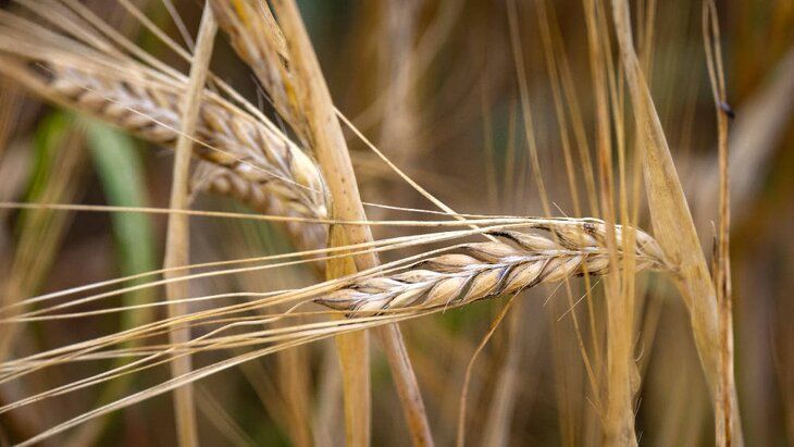 В России сообщили о поставках зерна за рубли в Турцию
