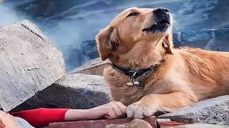 قصة كلب أنقذ 18 شخصا من أنقاض الزلزال