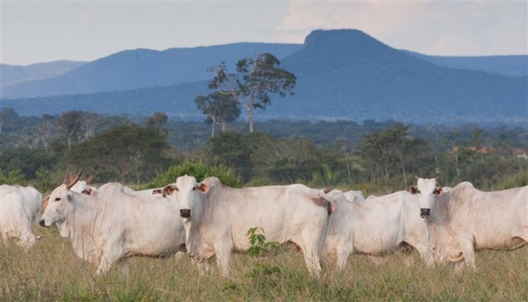 ولاية برازيلية تسجل إصابة بمرض جنون البقر