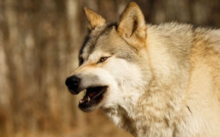 Житель Азербайджана задушил напавшего на него волка
