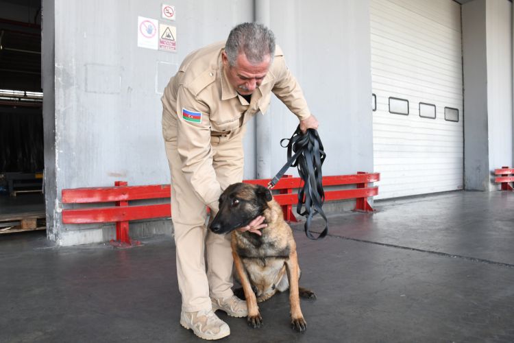 В Азербайджан доставлены еще 5 собак-миноискателей