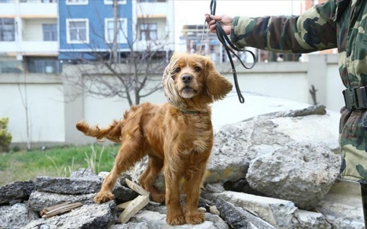 Собака-спасатель из Азербайджана помогла вызволить в Кахраманмараше из-под завалов трех человек