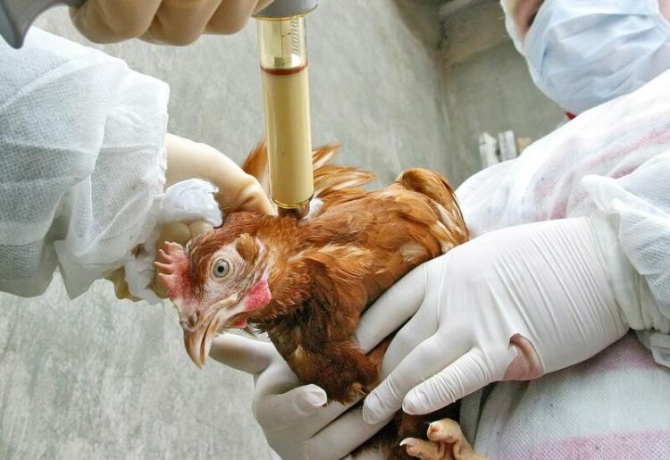 Результаты мониторингов по птичьему гриппу в Азербайджане