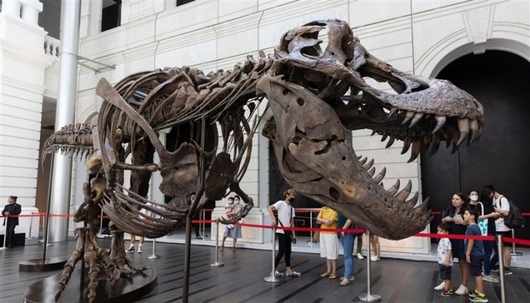 مزاد في سويسرا على ديناصور "تي-ريكس"