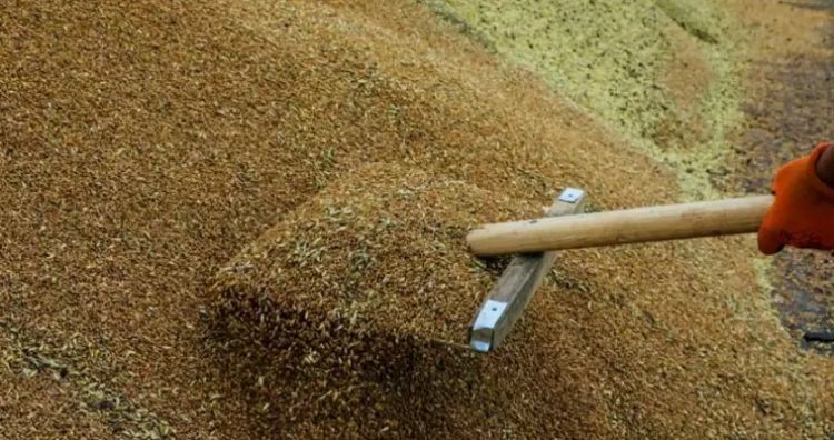 Минсельхоз Казахстана: "Серый" импорт пшеницы наносит ущерб бюджету на $500 млн