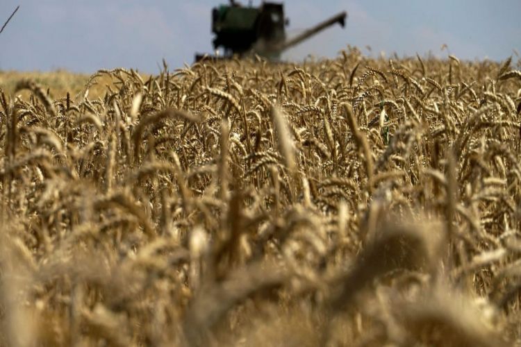EU plans to impose restriction on import of Ukrainian grain