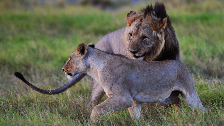 Six lions killed by herders in blow to Kenya’s conservation push