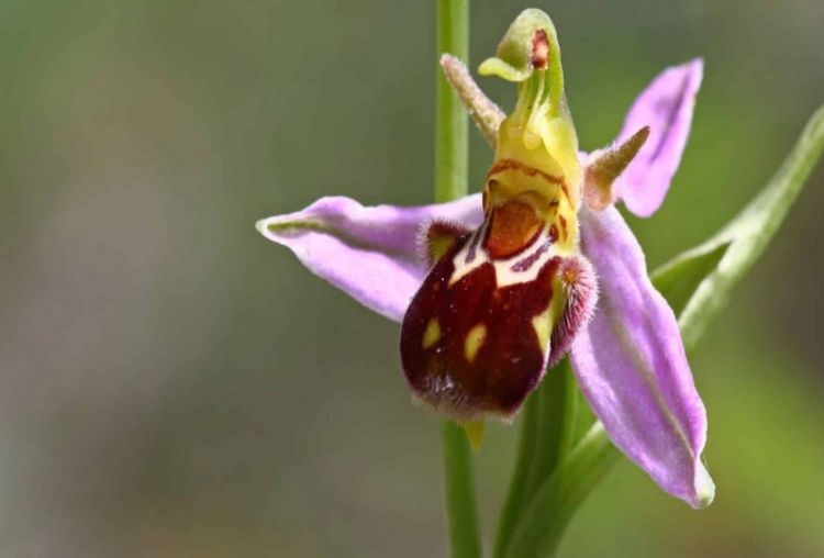 ​​​​​​​В Зангилане обнаружены два новых вида цветка харыбюльбюль
