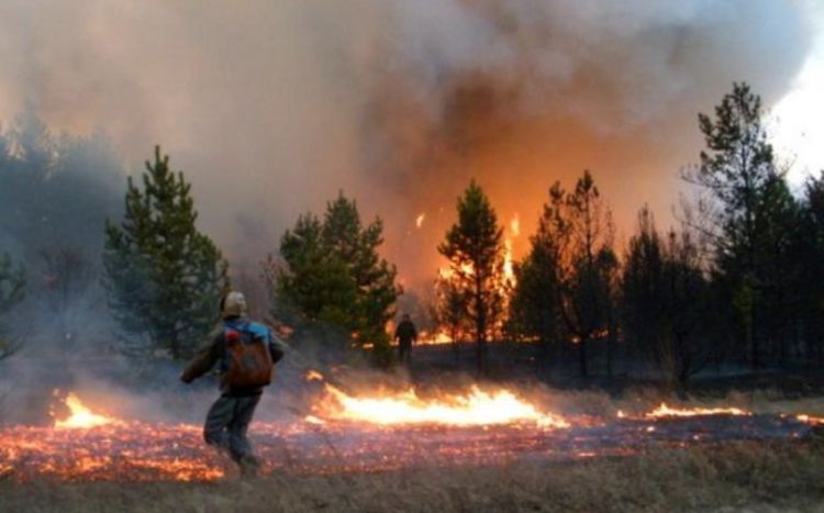 Армия привлечена к тушению крупнейших в истории лесных пожаров в Канаде