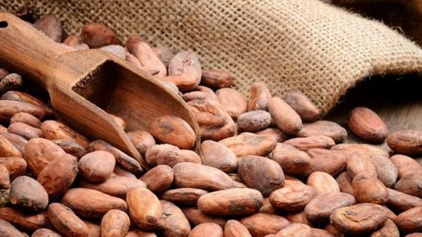 Kakao paxlası İqlim dəyişikliyi ilə mübarizədə innovativ üsul