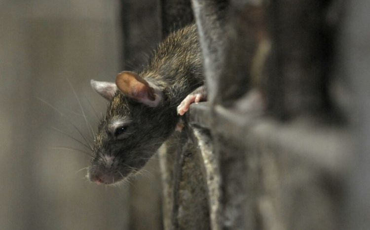 Жителям Парижа предложили научиться жить с крысами