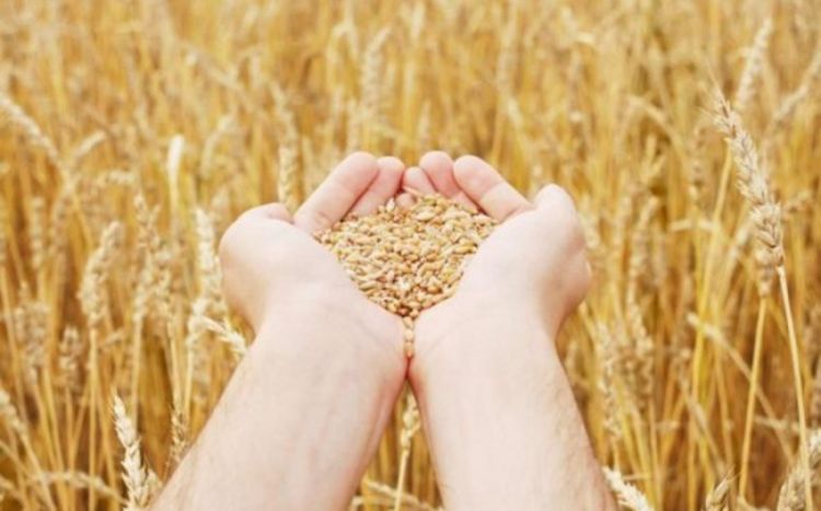 Яшар Гюлер: Зерновая сделка важна для продбезопаности