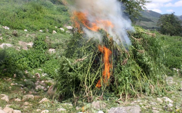 Более тонны растений конопли уничтожено в Дашалты