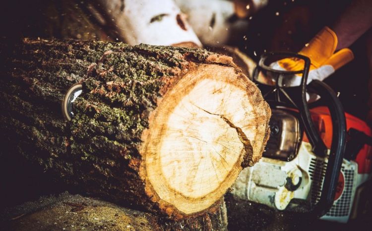 Документы в отношении вырубивших деревья направлены в Генпрокуратуру