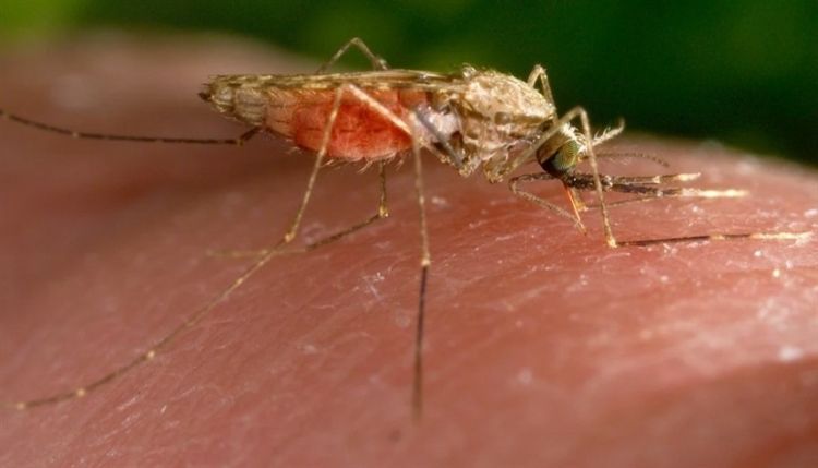 بعد 20 عاماً.. ظهور الملاريا في فلوريدا وتكساس من جديد