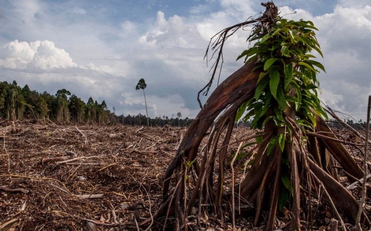 В Индонезии сократили вырубку лесов