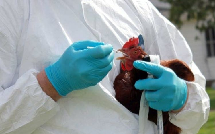 В ЮАР обнаружены две вспышки высокопатогенного птичьего гриппа