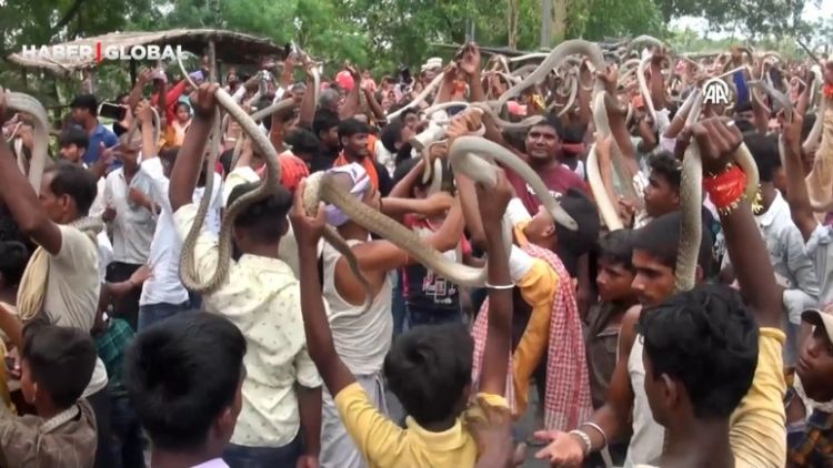 Hindistanda keçirilən "İlan festivalı"ndan şok görüntülər